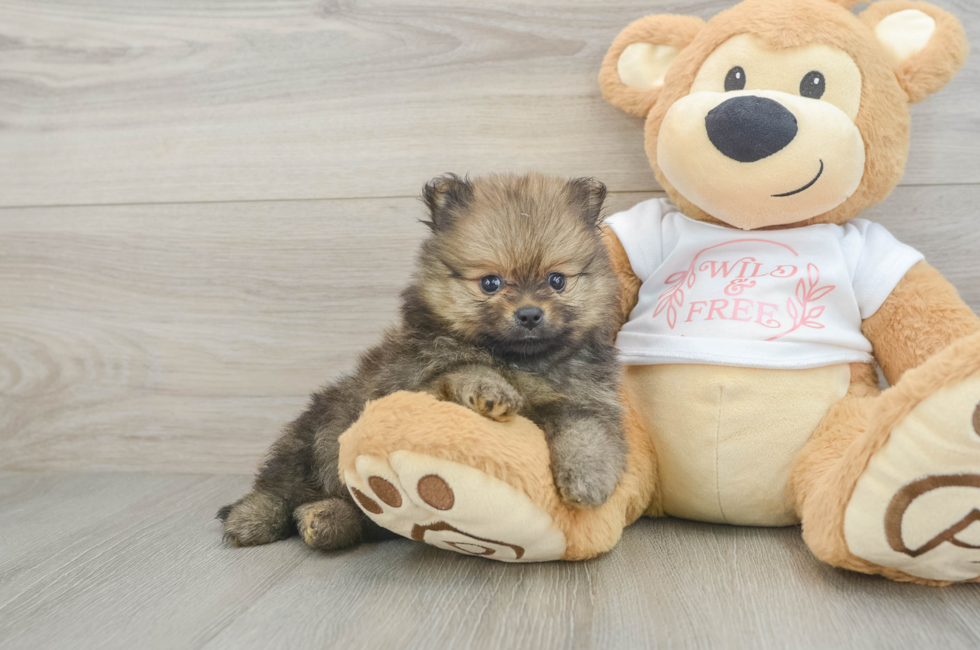 5 week old Pomeranian Puppy For Sale - Windy City Pups