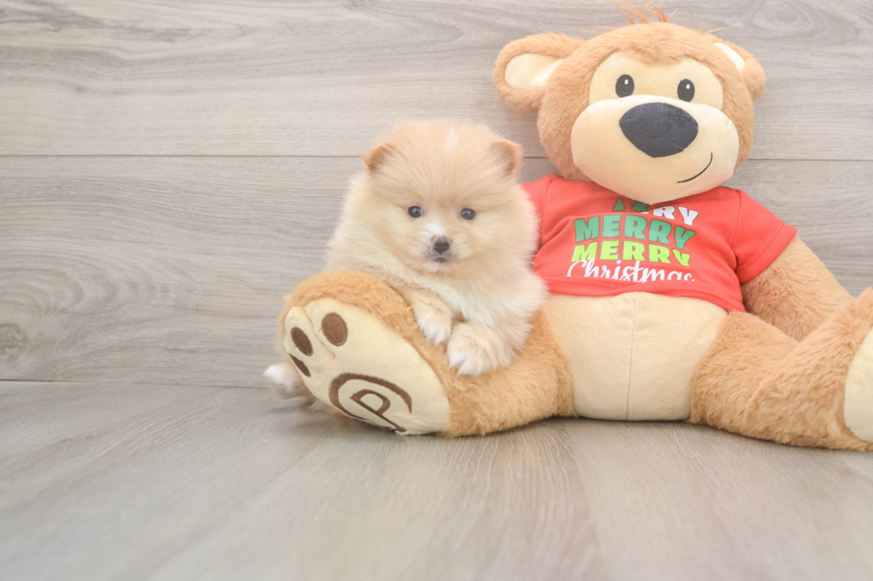 Pomeranian Pup Being Cute