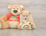 7 week old Pomeranian Puppy For Sale - Windy City Pups