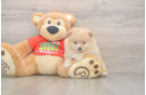 Best Pomeranian Baby