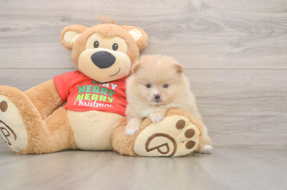 6 week old Pomeranian Puppy For Sale - Windy City Pups