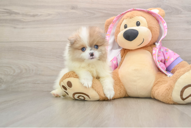 Best Pomeranian Baby