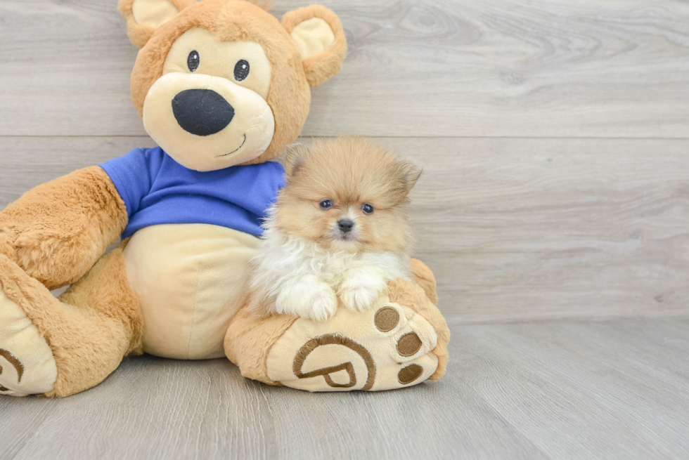 Pomeranian Pup Being Cute