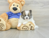 7 week old Pomeranian Puppy For Sale - Windy City Pups