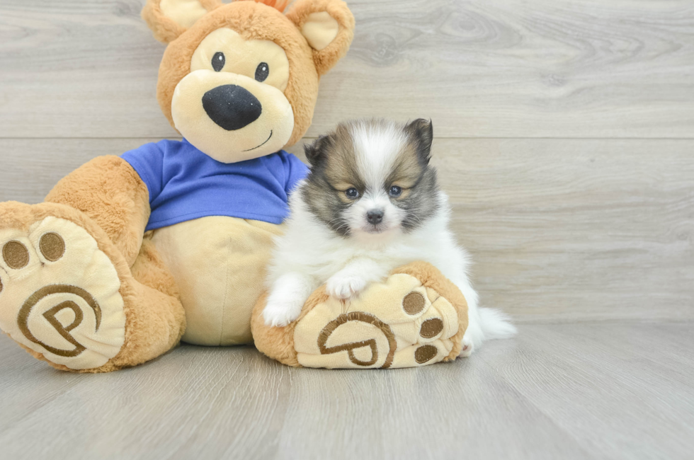 5 week old Pomeranian Puppy For Sale - Windy City Pups