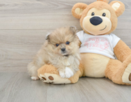 8 week old Pomeranian Puppy For Sale - Windy City Pups
