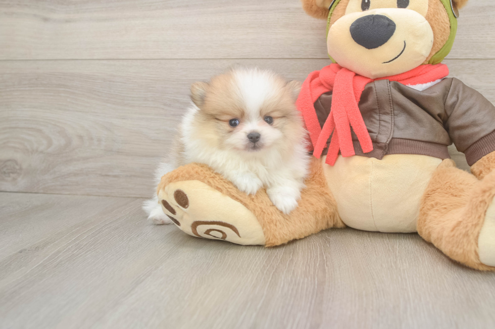 Meet Dax - our Pomeranian Puppy Photo  2/3 - Windy City Pups Pomeranian Pup Being Cute