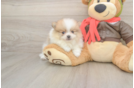 Meet Dax - our Pomeranian Puppy Photo  2/3 - Windy City Pups Pomeranian Pup Being Cute