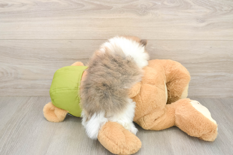 Meet Dax - our Pomeranian Puppy Photo  3/3 - Windy City Pups Little Pomeranian Purebred Pup