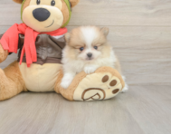 8 week old Pomeranian Puppy For Sale - Windy City Pups