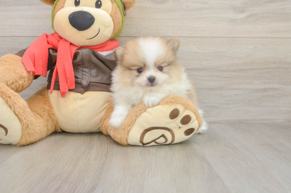 5 week old Pomeranian Puppy For Sale - Windy City Pups