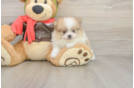 Meet Dax - our Pomeranian Puppy Photo  1/3 - Windy City Pups Hypoallergenic Pomeranian Purebred Pup