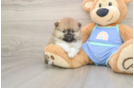 Pomeranian Pup Being Cute