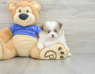 7 week old Pomeranian Puppy For Sale - Windy City Pups