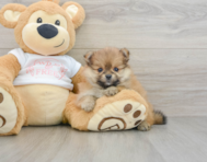 8 week old Pomeranian Puppy For Sale - Windy City Pups
