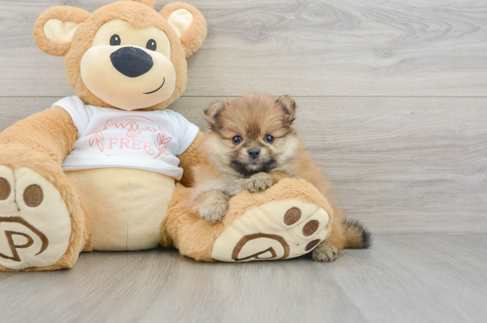 6 week old Pomeranian Puppy For Sale - Windy City Pups