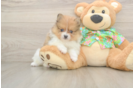 Friendly Pomeranian Purebred Pup
