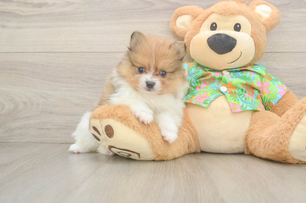 Friendly Pomeranian Purebred Pup