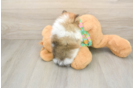 Small Pomeranian Baby