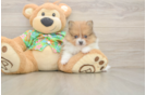 Little Pomeranian Purebred Pup