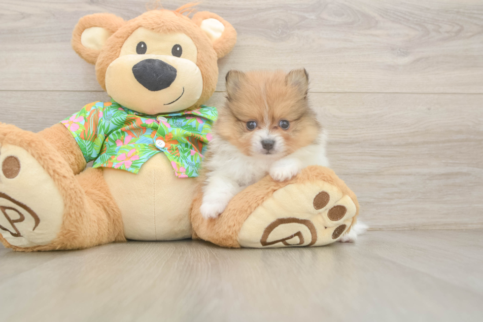 Little Pomeranian Purebred Pup