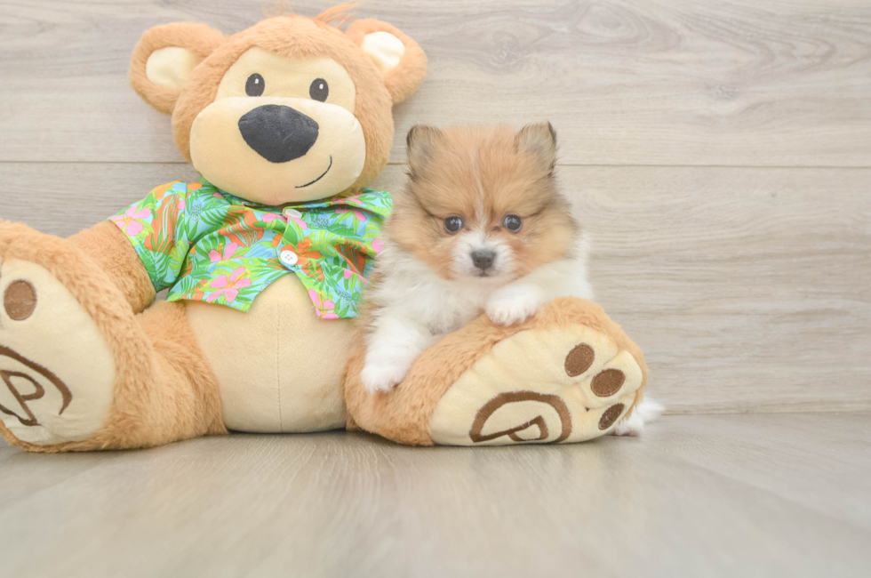 5 week old Pomeranian Puppy For Sale - Windy City Pups