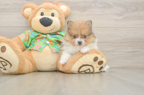 Little Pomeranian Purebred Pup