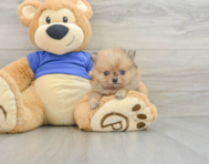 8 week old Pomeranian Puppy For Sale - Windy City Pups