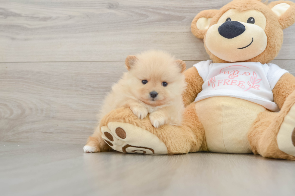 6 week old Pomeranian Puppy For Sale - Windy City Pups