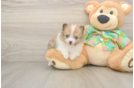Akc Registered Pomeranian Baby