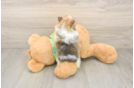Pomeranian Puppy for Adoption