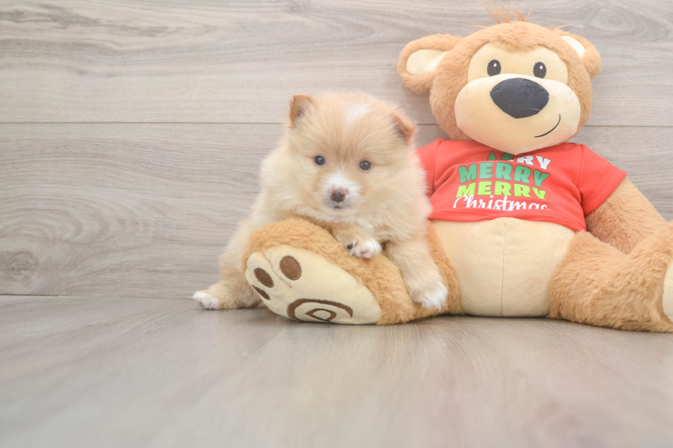 Pomeranian Pup Being Cute
