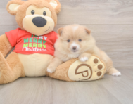 7 week old Pomeranian Puppy For Sale - Windy City Pups