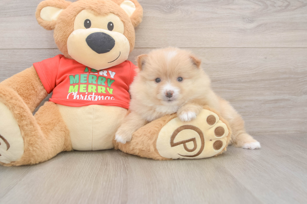 6 week old Pomeranian Puppy For Sale - Windy City Pups
