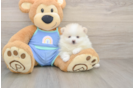 Adorable Pom Dog Purebred Puppy
