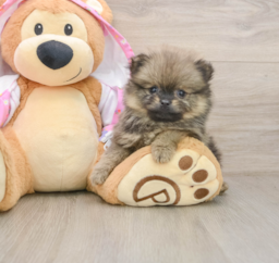 9 week old Pomeranian Puppy For Sale - Windy City Pups