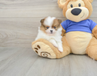 8 week old Pomeranian Puppy For Sale - Windy City Pups