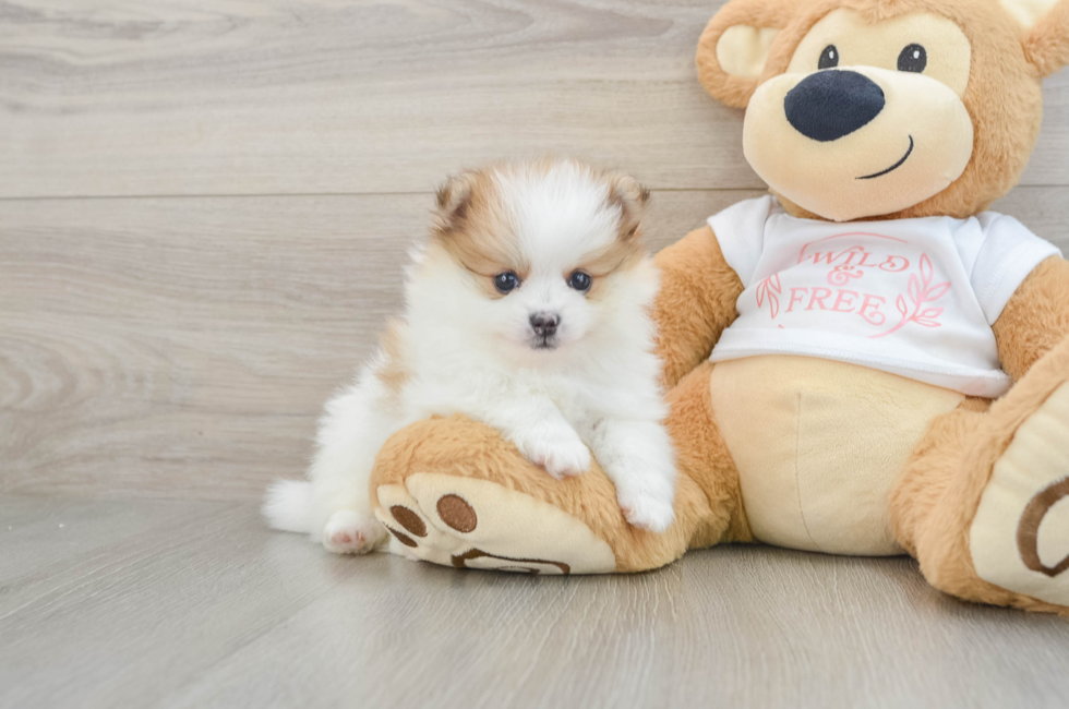 6 week old Pomeranian Puppy For Sale - Windy City Pups