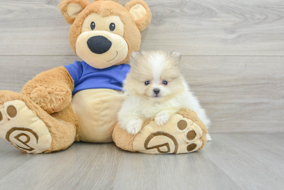 Best Pomeranian Baby