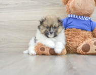 6 week old Pomeranian Puppy For Sale - Windy City Pups