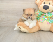 5 week old Pomeranian Puppy For Sale - Windy City Pups