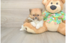 Pomeranian Puppy for Adoption