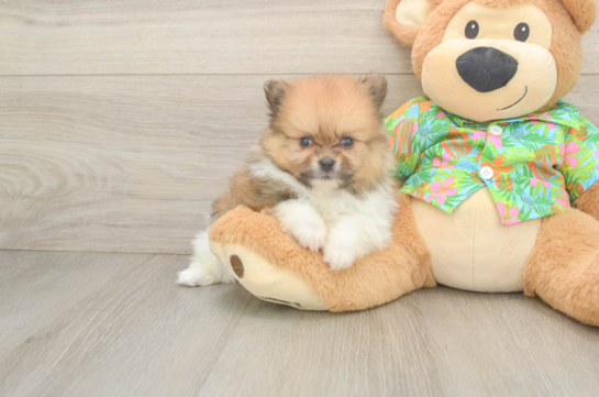Pomeranian Puppy for Adoption