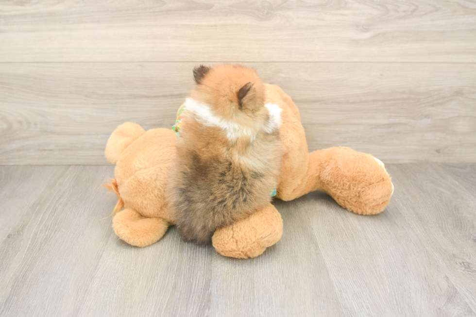 Petite Pom Purebred Puppy