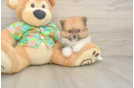 Pomeranian Pup Being Cute