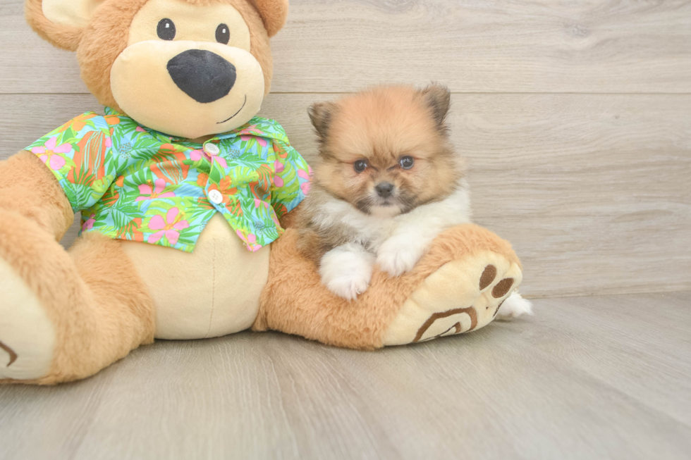 Pomeranian Pup Being Cute