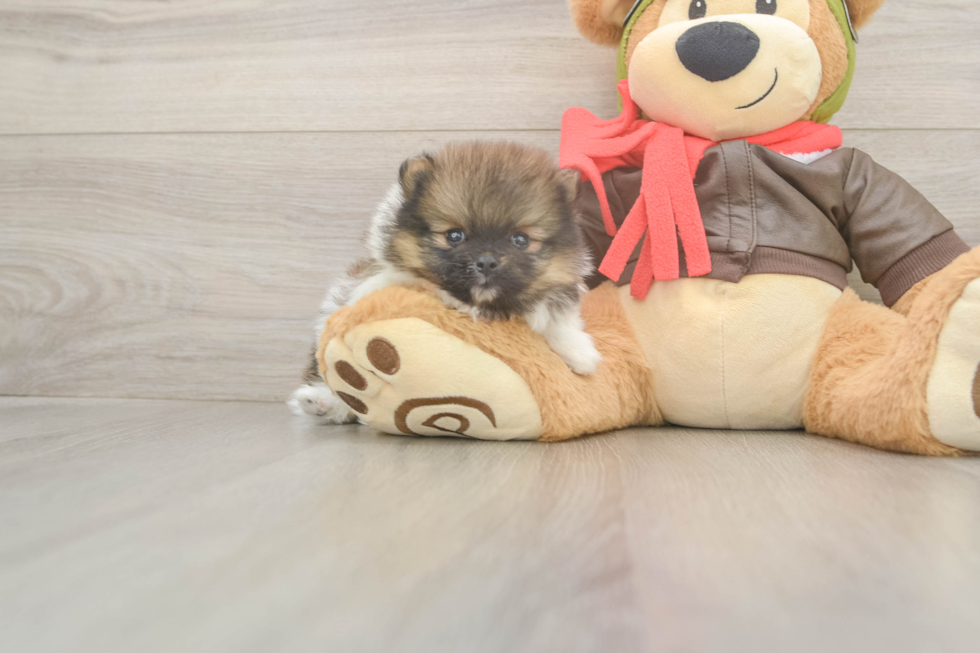 Meet Drake - our Pomeranian Puppy Photo  1/3 - Windy City Pups Playful Pomeranian Baby