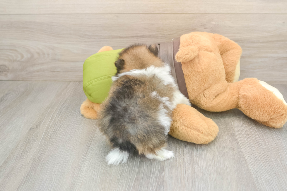 Meet Drake - our Pomeranian Puppy Photo  3/3 - Windy City Pups Happy Pom Purebred Puppy