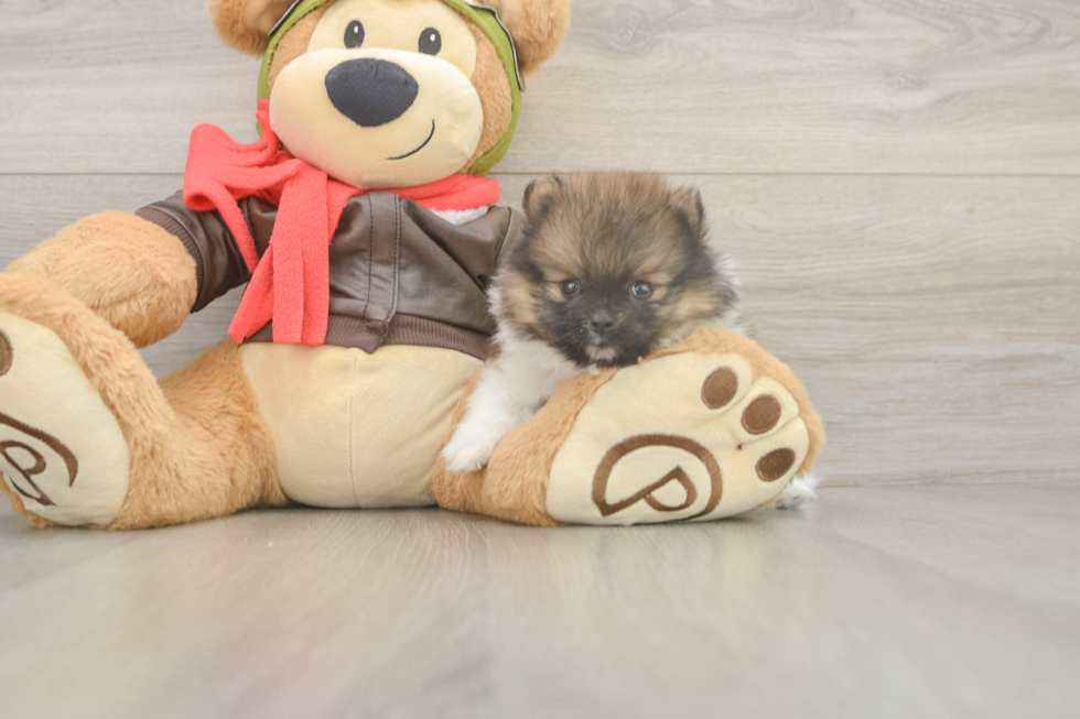 Meet Drake - our Pomeranian Puppy Photo  2/3 - Windy City Pups Funny Pomeranian Purebred Pup