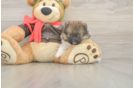 Meet Drake - our Pomeranian Puppy Photo  2/3 - Windy City Pups Funny Pomeranian Purebred Pup